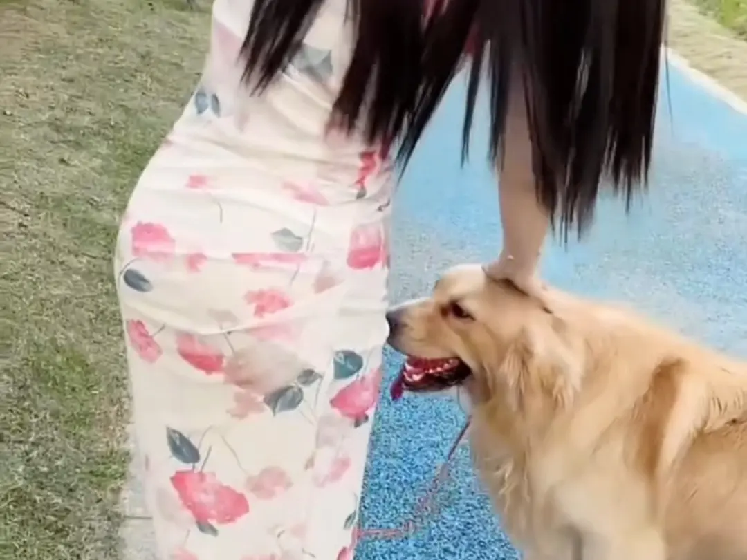 《抖音香香公主与爱犬金毛科普视频》超清1080P版《抖音香香公主与爱犬金毛科普视频》全集无删减资源